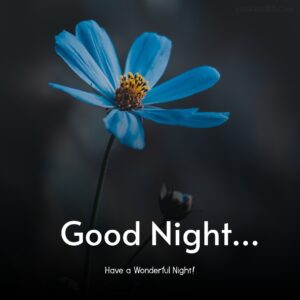 Dark Night Blue flower good night images