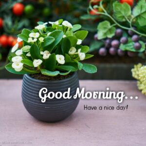 beautiful garden white flower clay pot morning pic