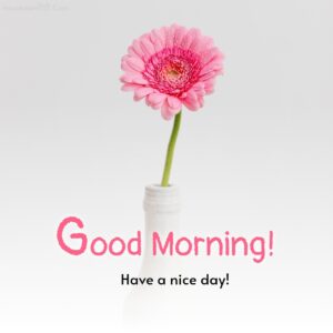 beautiful morning with a beautiful flower wish pic