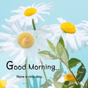 good morning hd wallpaper flowers images