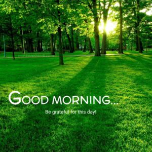 beautiful nature green garden morning view image