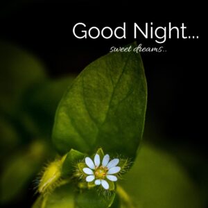 sleep good night wishing pic