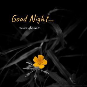 dark night wishes images flower