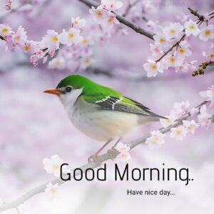 beautiful good morning images green feather bird