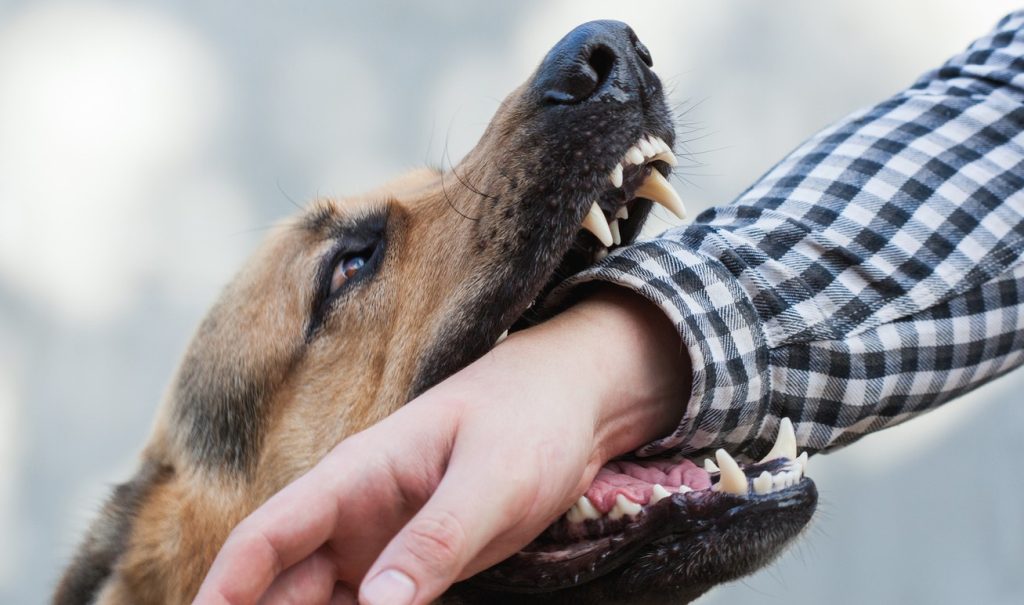 How Insurance Companies Handle Dog Bite Claims
